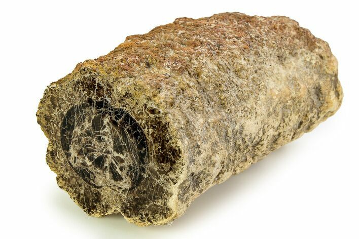 Polished Fossil Stromatolite Colony on Petrified Wood - Utah #351217